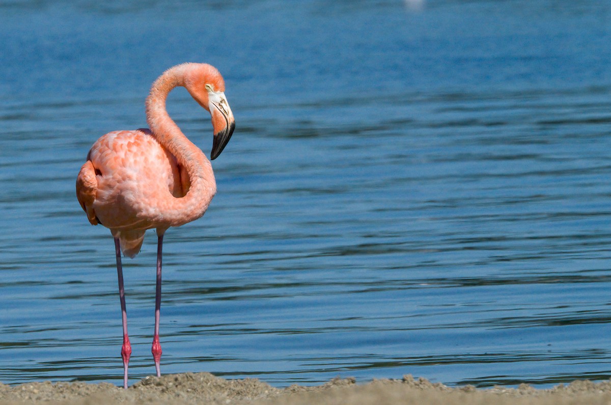 American Flamingo - Matt Mason