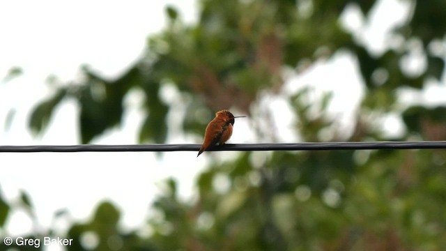 Rufous Hummingbird - ML608385639