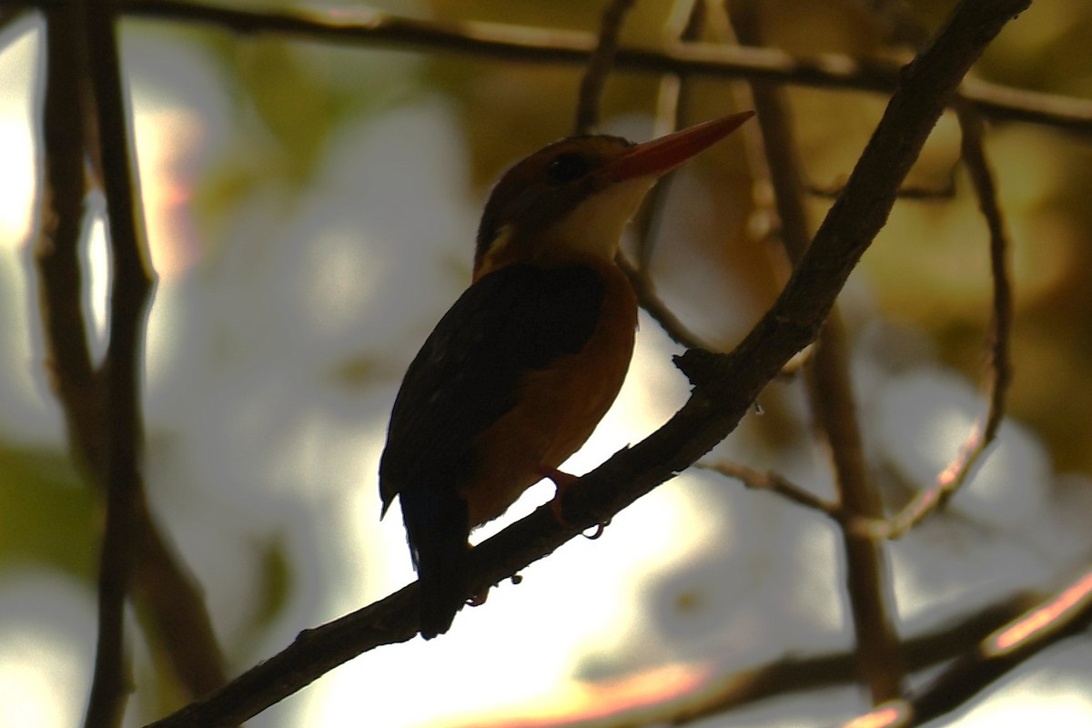 African Pygmy Kingfisher - ML608385791