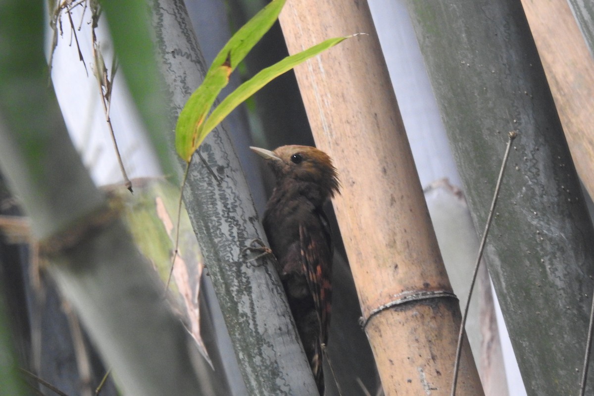 Pale-headed Woodpecker - ML608386161