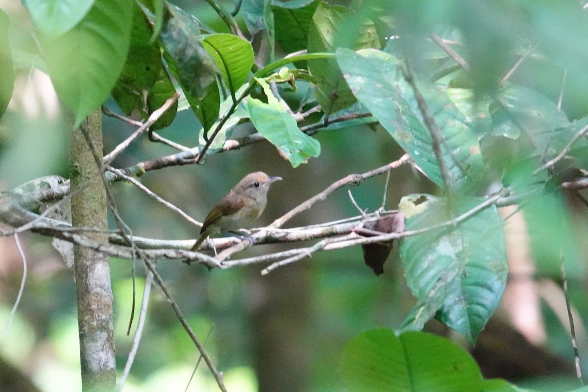 Tawny-crowned Greenlet (Olive-crowned) - ML608386293
