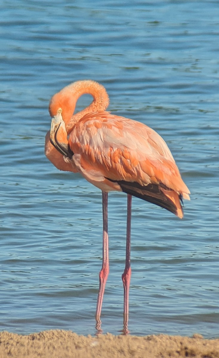 American Flamingo - ML608386540