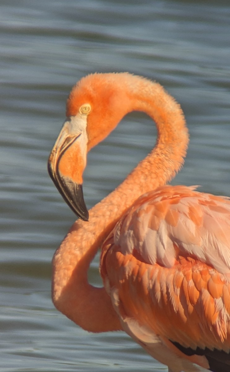 American Flamingo - ML608386545