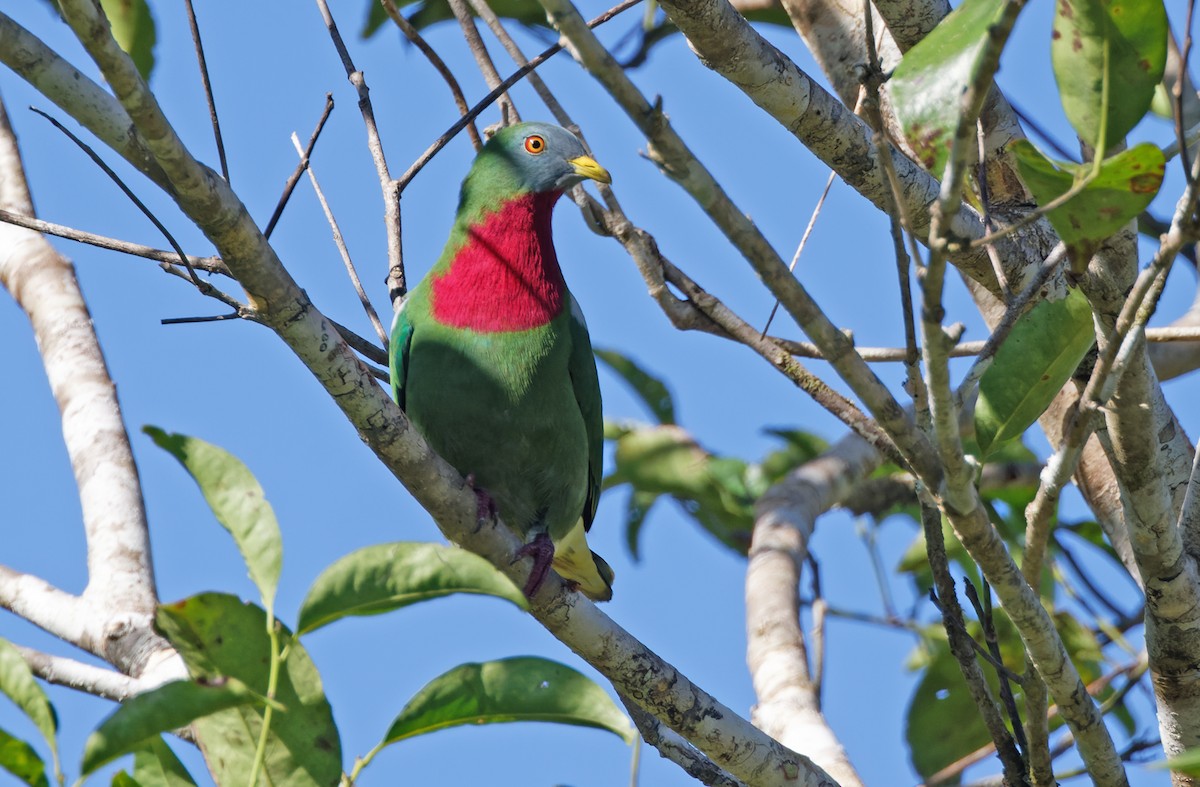 Claret-breasted Fruit-Dove - ML608386756