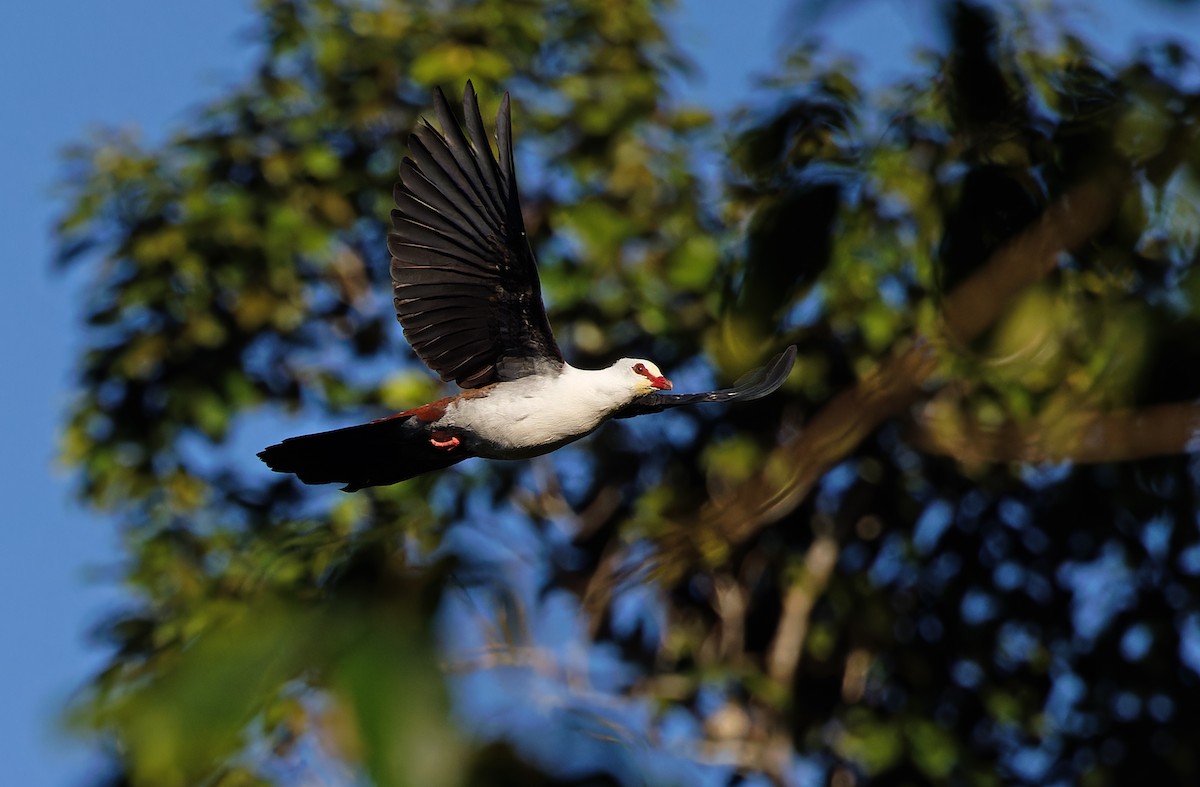 Great Cuckoo-Dove - ML608386890