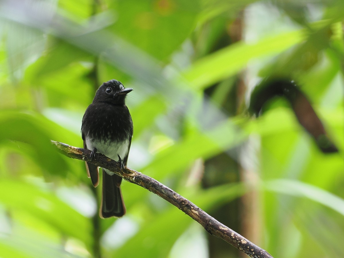 White-winged Fantail - ML608386931