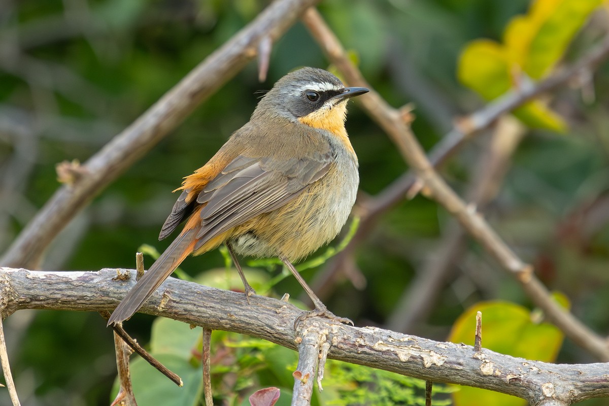 Cape Robin-Chat - Daniel Engelbrecht - Birding Ecotours