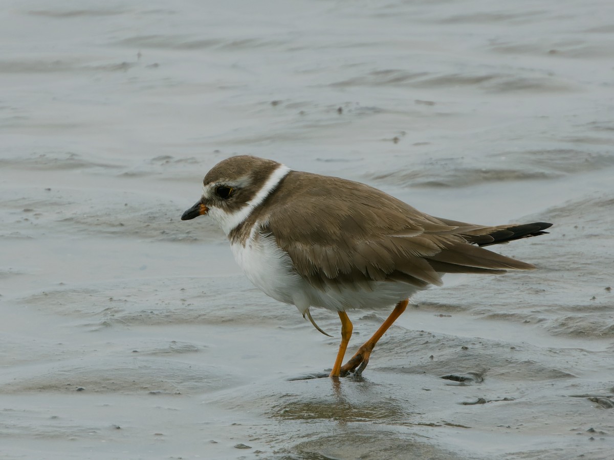 Semipalmated Plover - ML608387359