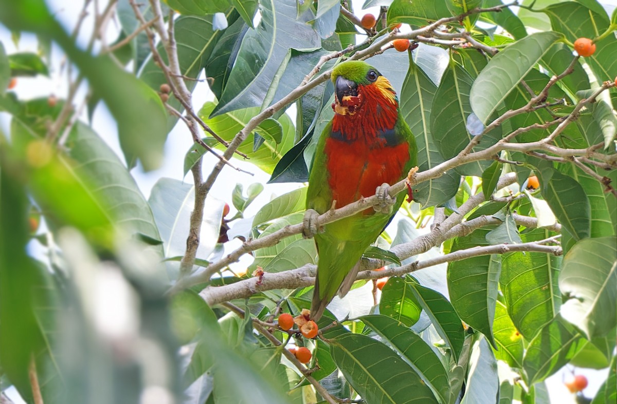 Папужець червоногорлий - ML608387561