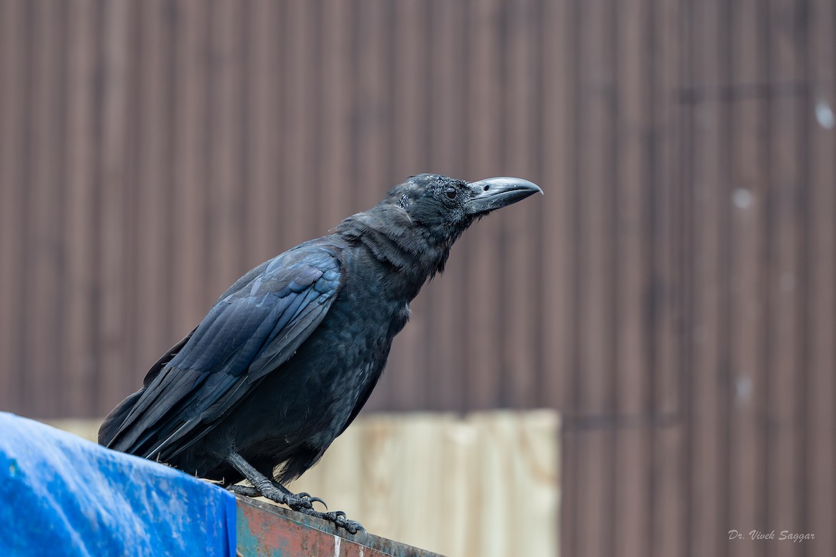 Large-billed Crow - ML608387979