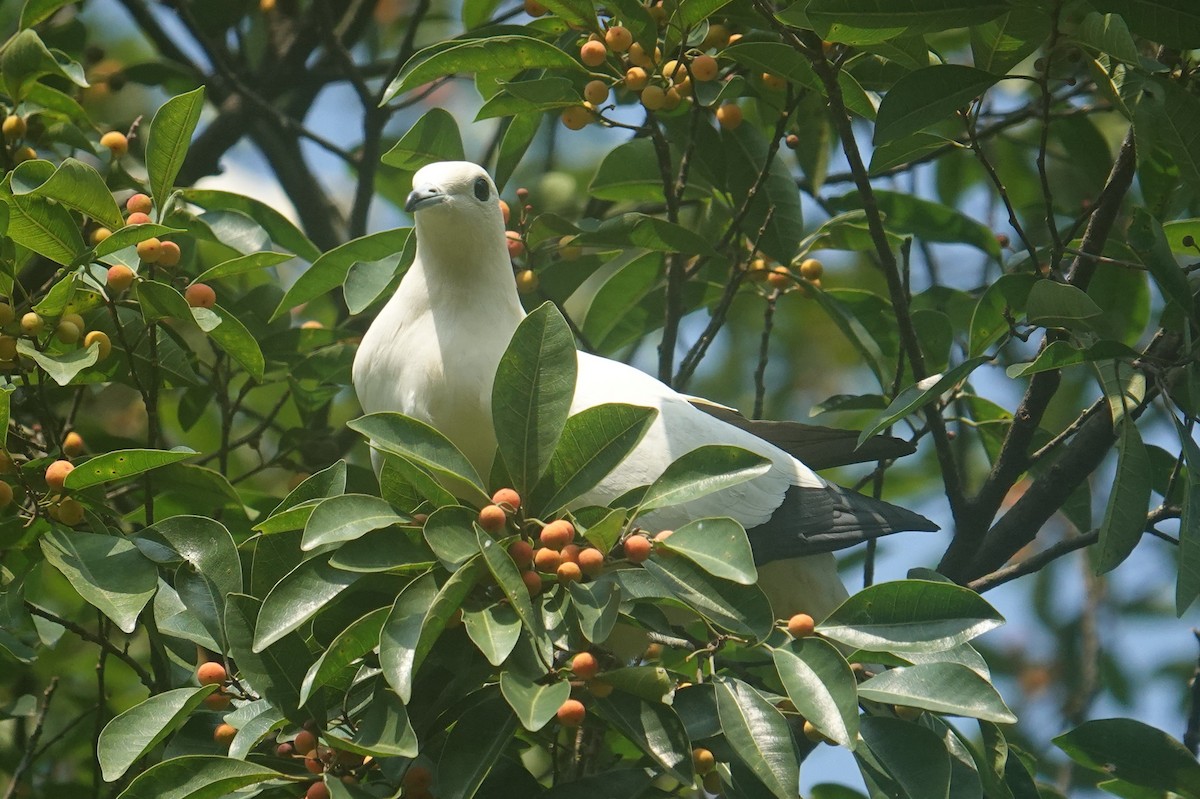 Pied Imperial-Pigeon - ML608388155