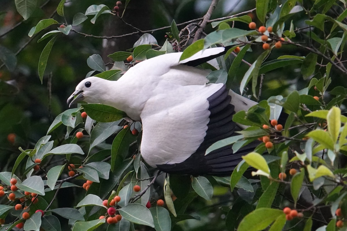 Pied Imperial-Pigeon - ML608388156