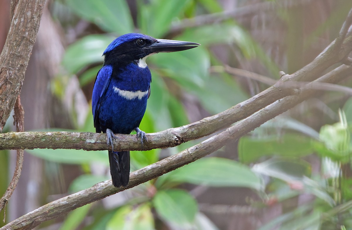 Blue-black Kingfisher - ML608388263