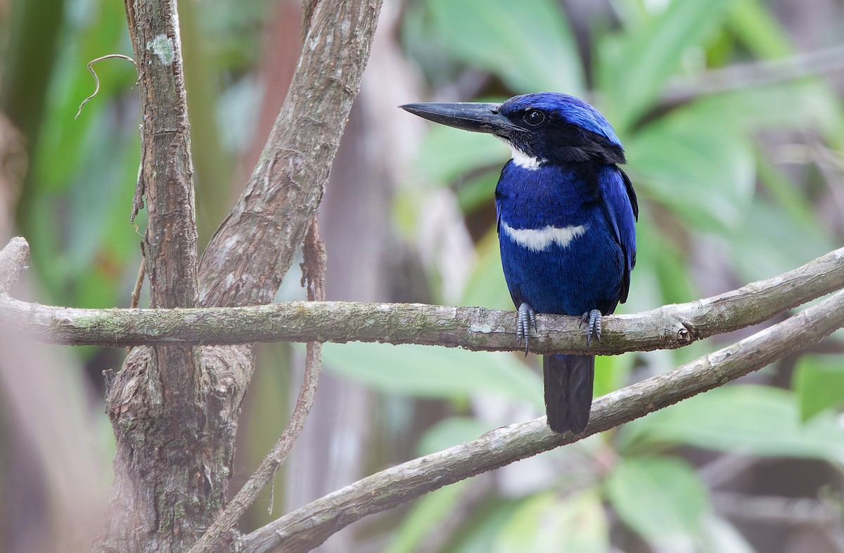 Blue-black Kingfisher - ML608388266