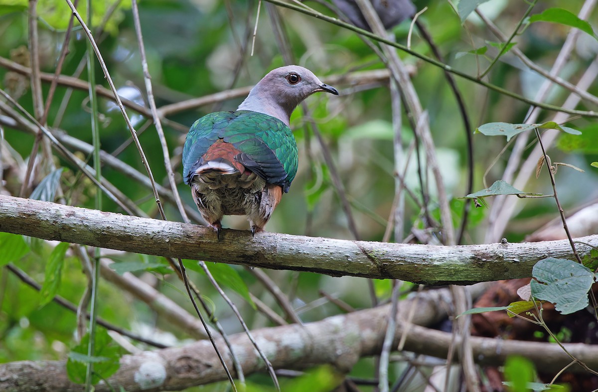 Purple-tailed Imperial-Pigeon - ML608388460
