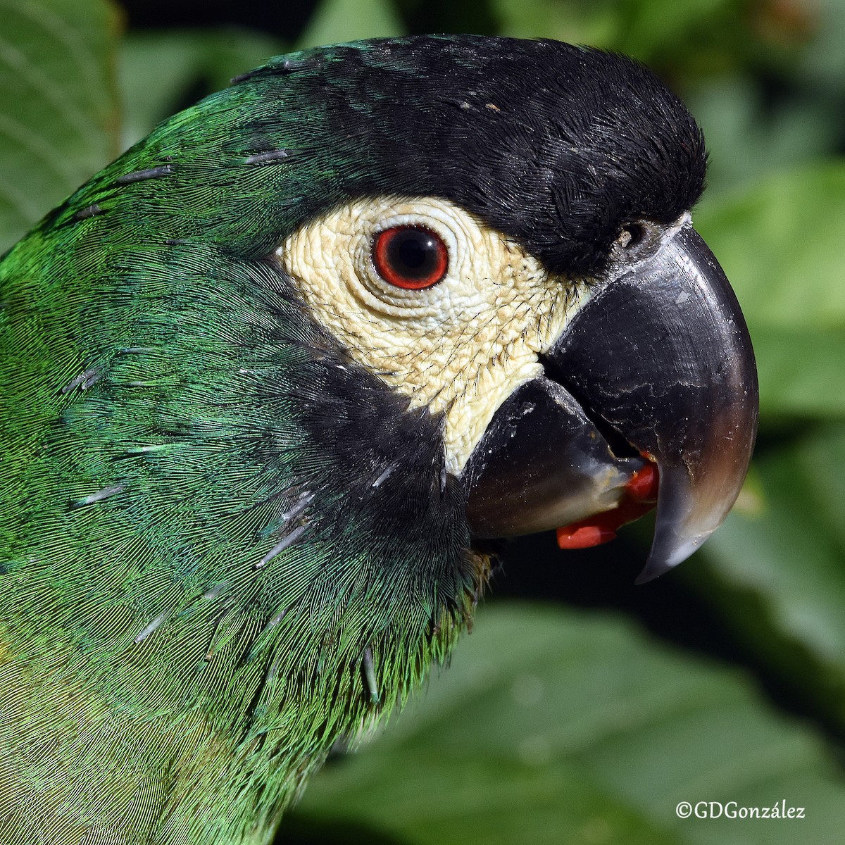 Yellow-collared Macaw - ML608388595