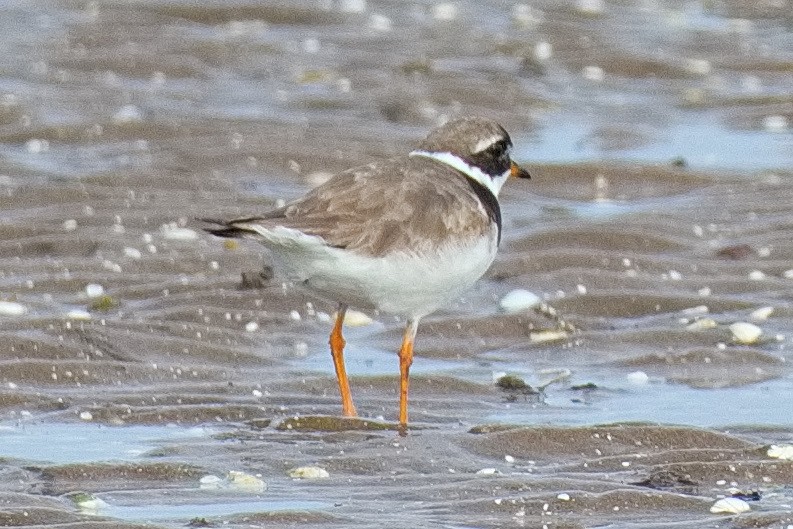 Common Ringed Plover - ML608389042