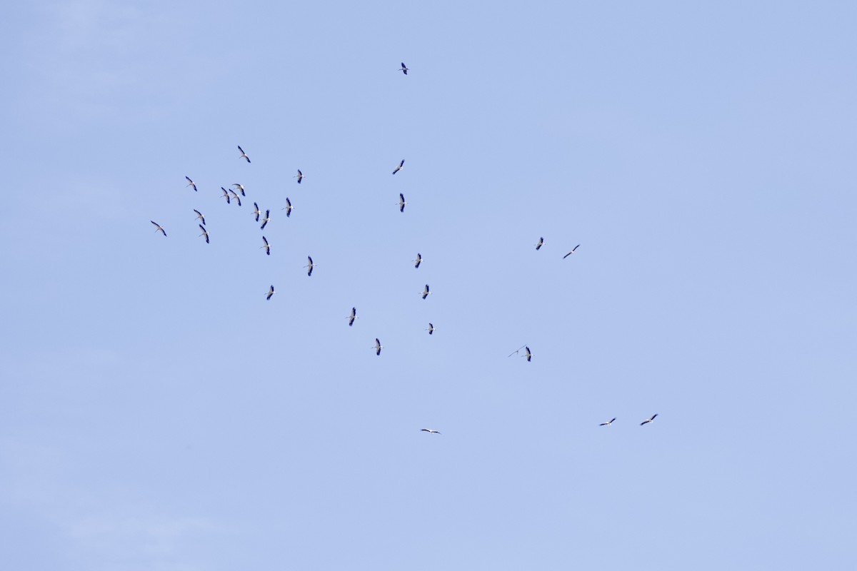 White Stork - ML608389126