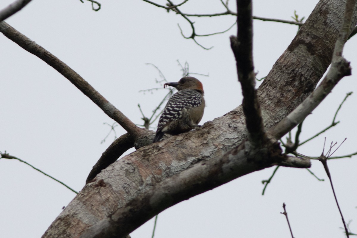 Red-crowned Woodpecker - ML608389336