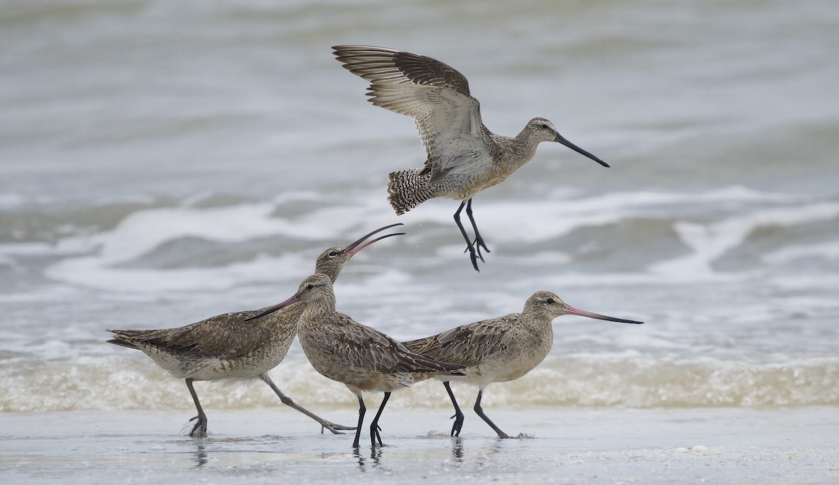 Asian Dowitcher - ML608389569