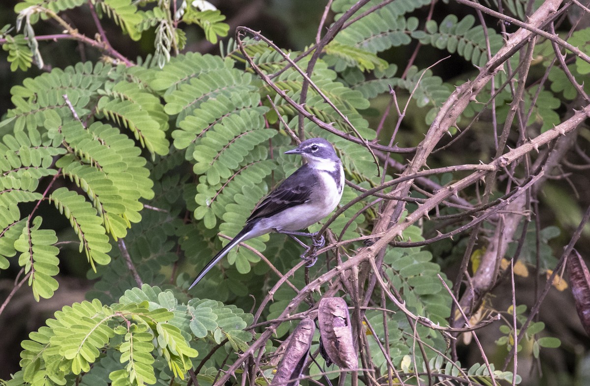 Cape Wagtail - ML608389651