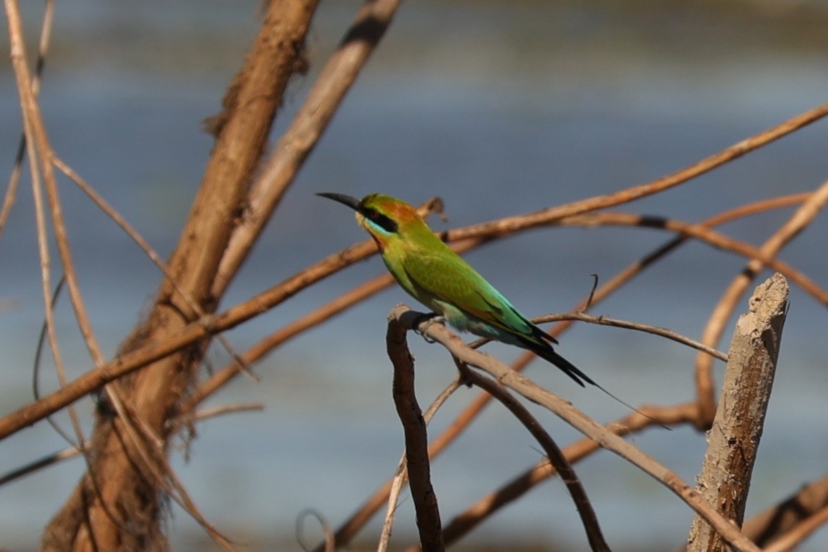 Rainbow Bee-eater - ML608389781