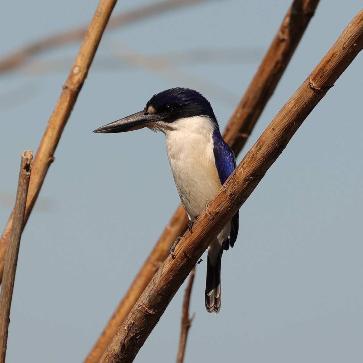 Forest Kingfisher - ML608390172