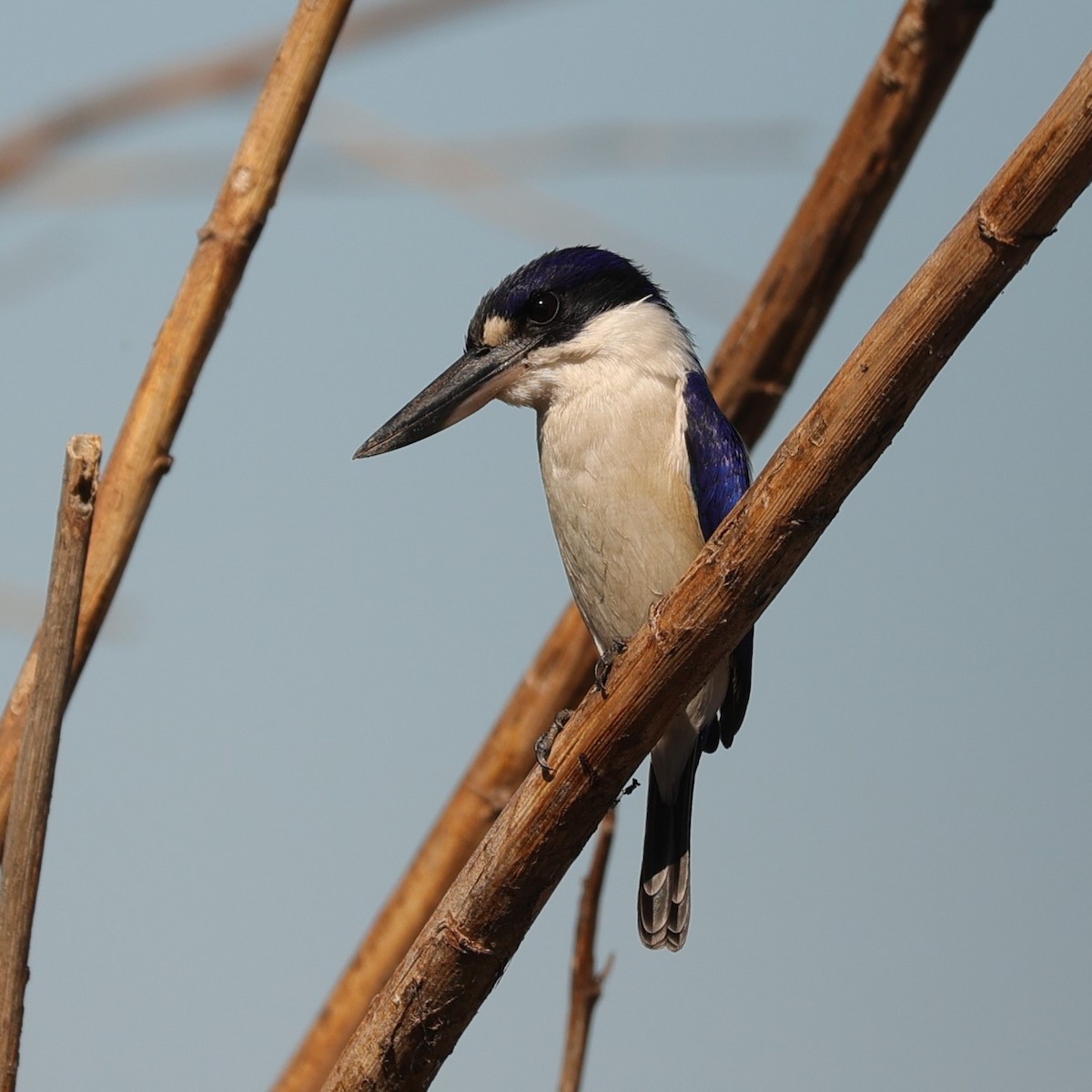 Forest Kingfisher - ML608390173