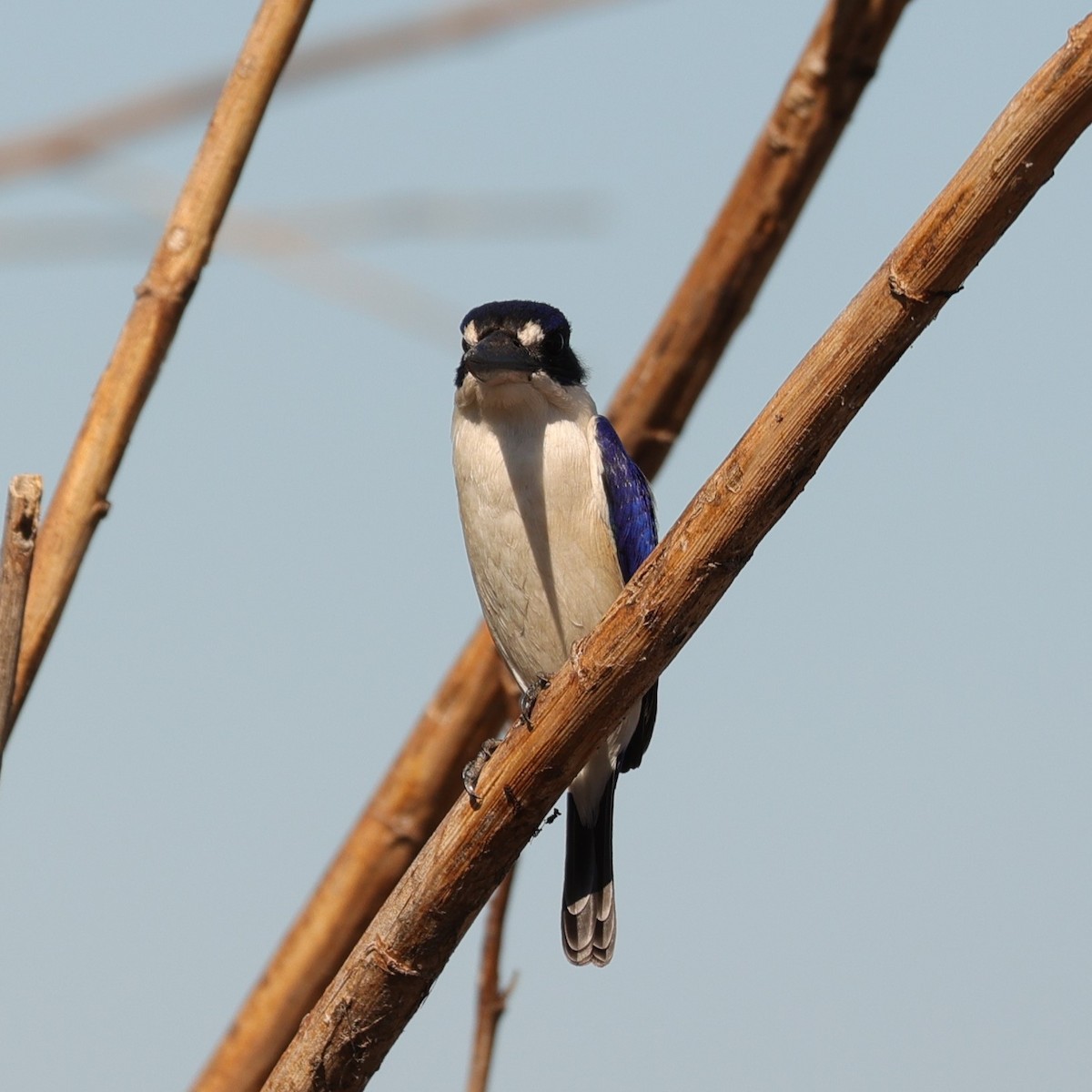 Forest Kingfisher - ML608390184