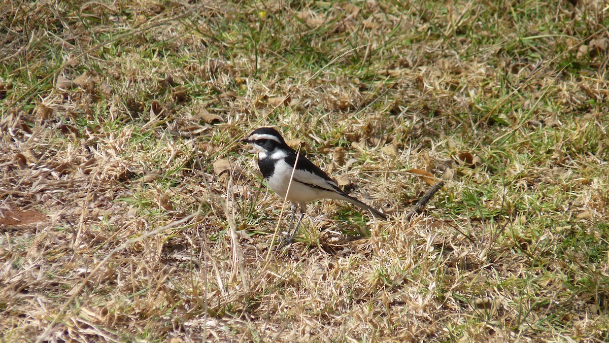 African Pied Wagtail - ML608390394