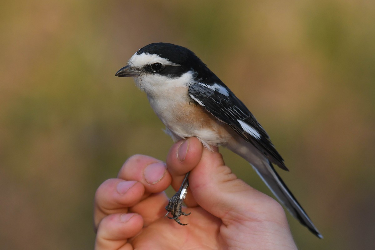 Masked Shrike - ML608390554