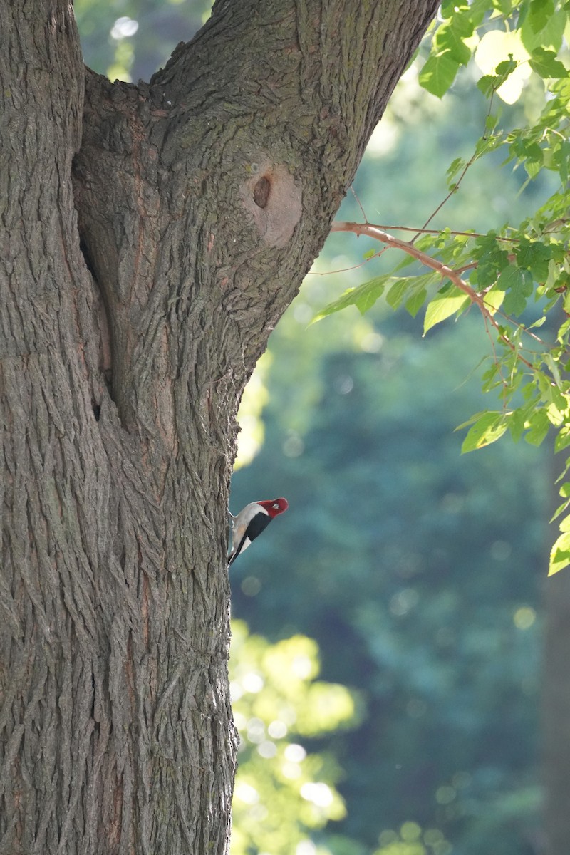 Red-headed Woodpecker - ML608390665