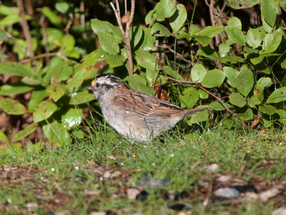White-throated Sparrow - Christopher Eliot
