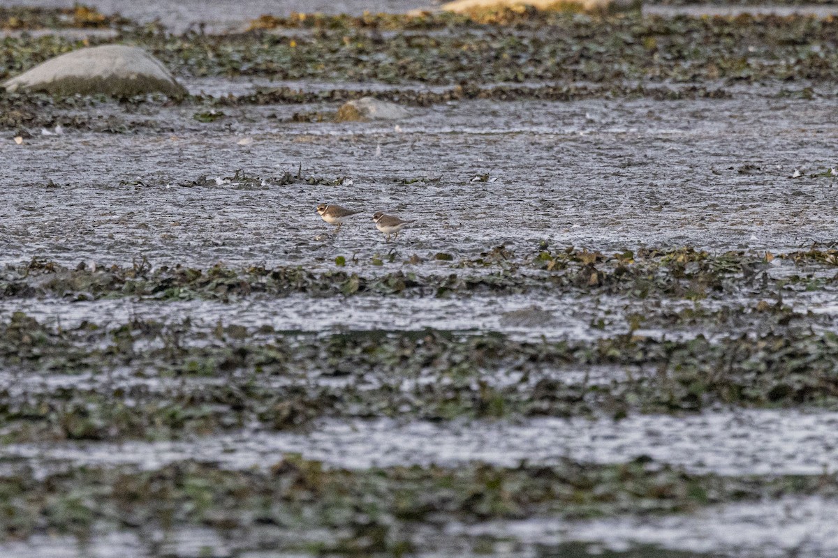 Semipalmated Plover - ML608390914