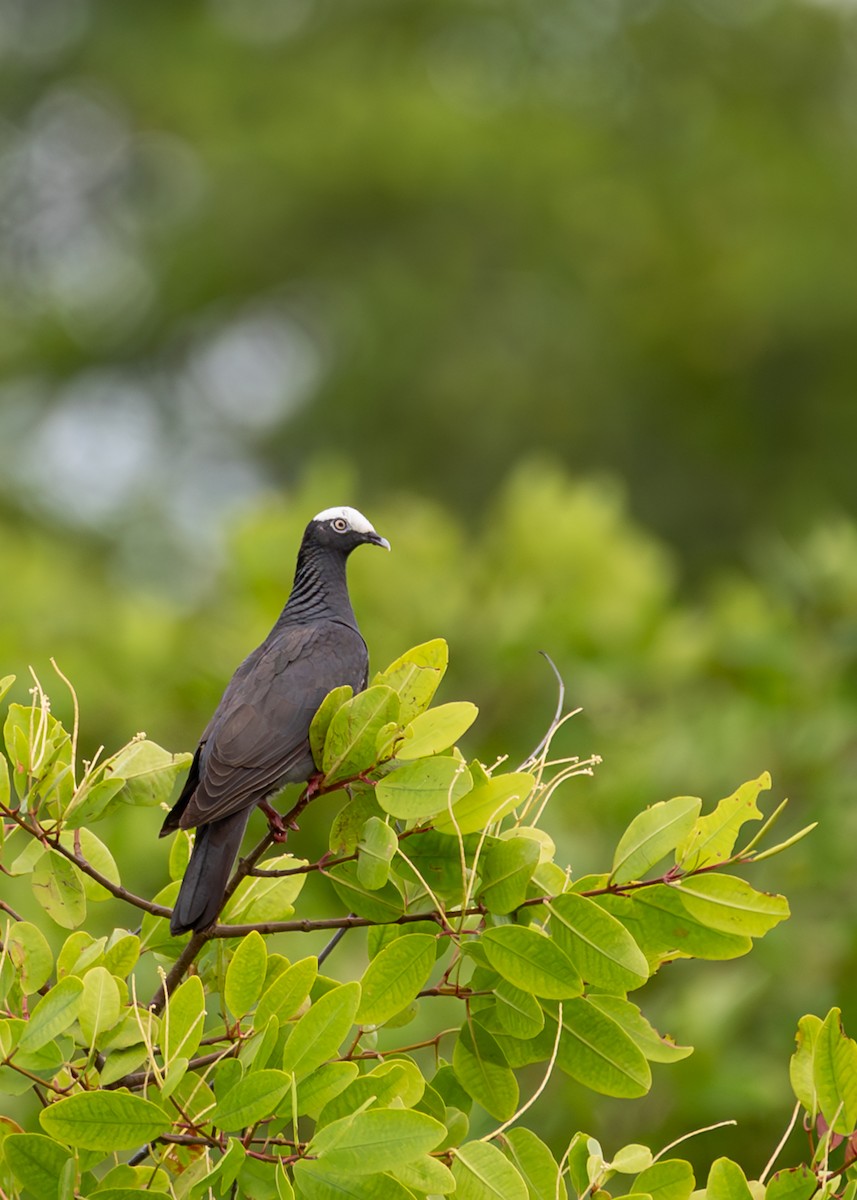 White-crowned Pigeon - ML608391047