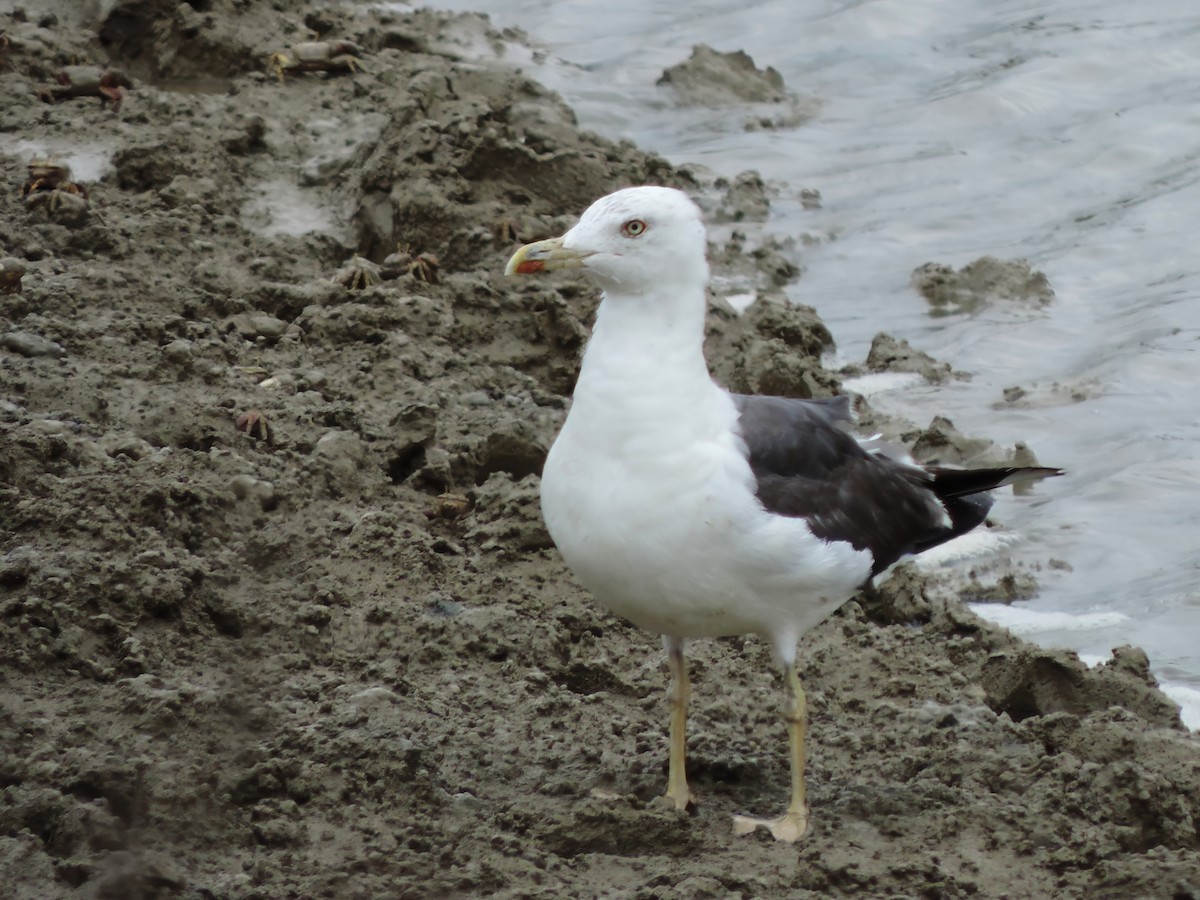 Lesser Black-backed Gull (intermedius) - ML608391559