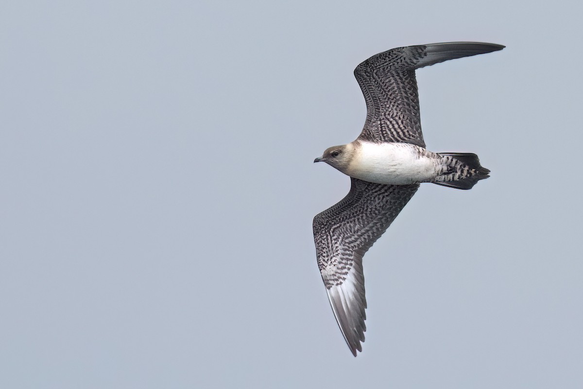 Long-tailed Jaeger - Miles Brengle