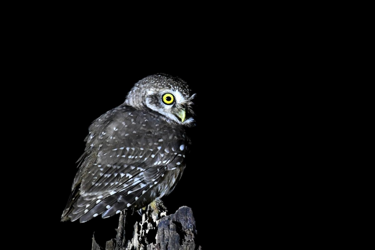 Spotted Owlet - ML608391756