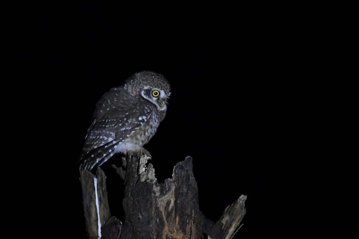 Spotted Owlet - ML608391758
