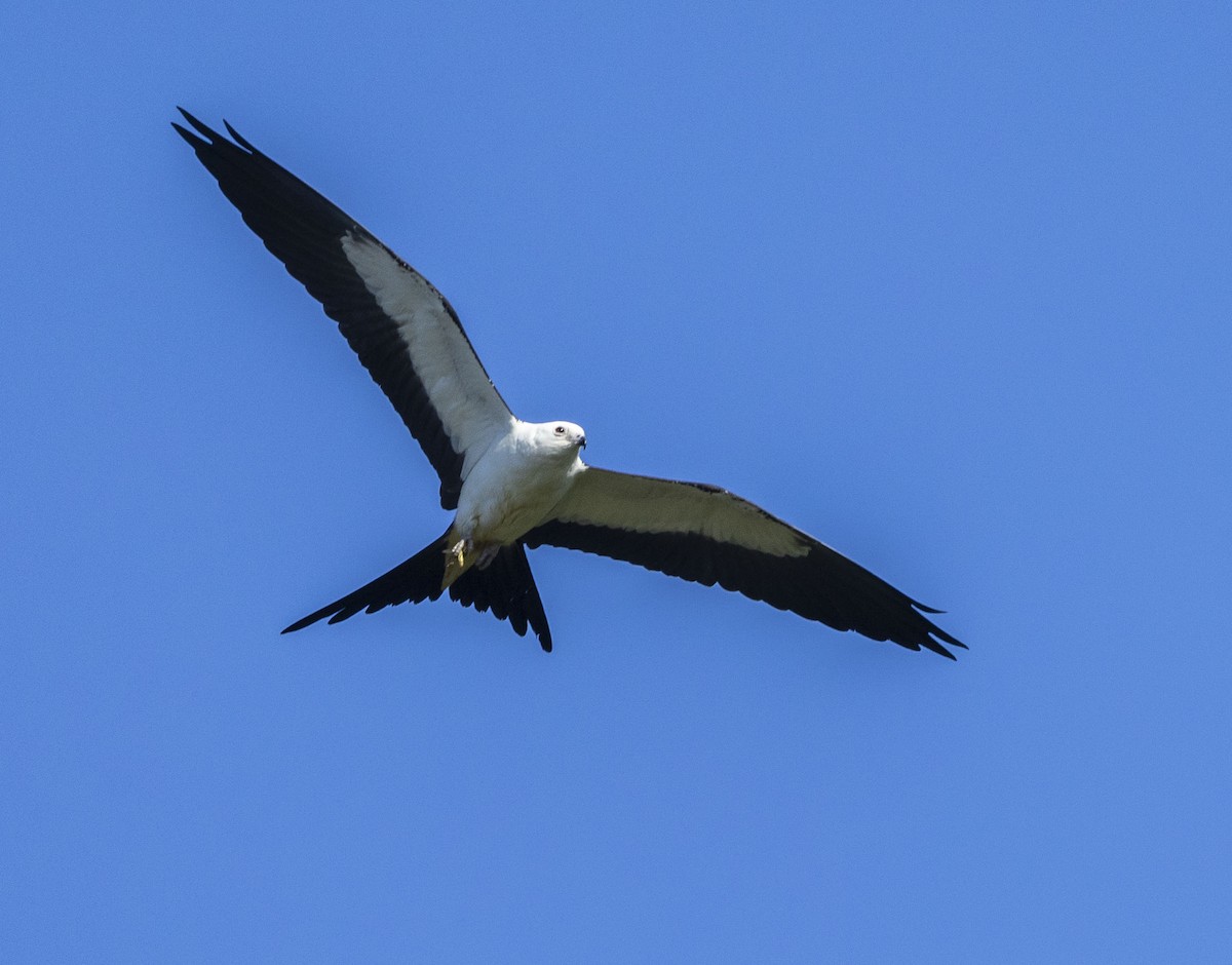 Swallow-tailed Kite - ML608392226