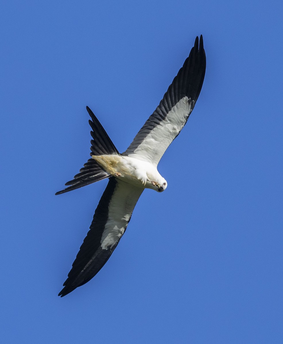 Swallow-tailed Kite - ML608392234