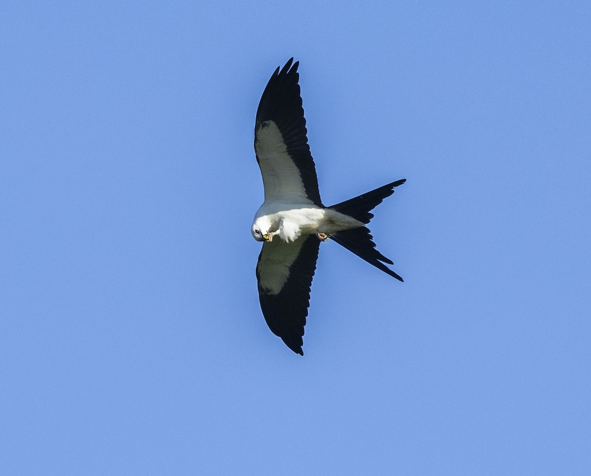 Swallow-tailed Kite - ML608392235