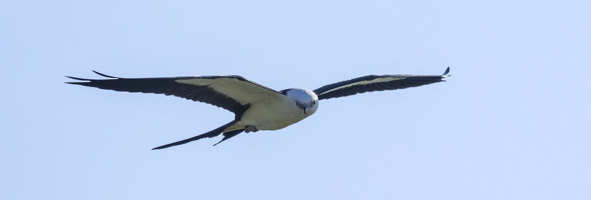 Swallow-tailed Kite - ML608392243