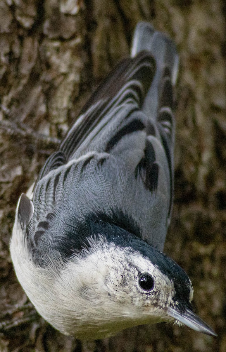 White-breasted Nuthatch - ML608392248