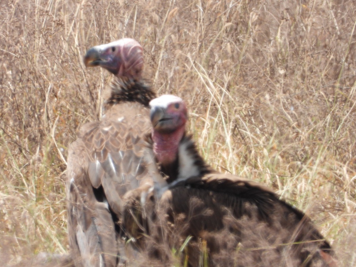 Lappet-faced Vulture - ML608392343