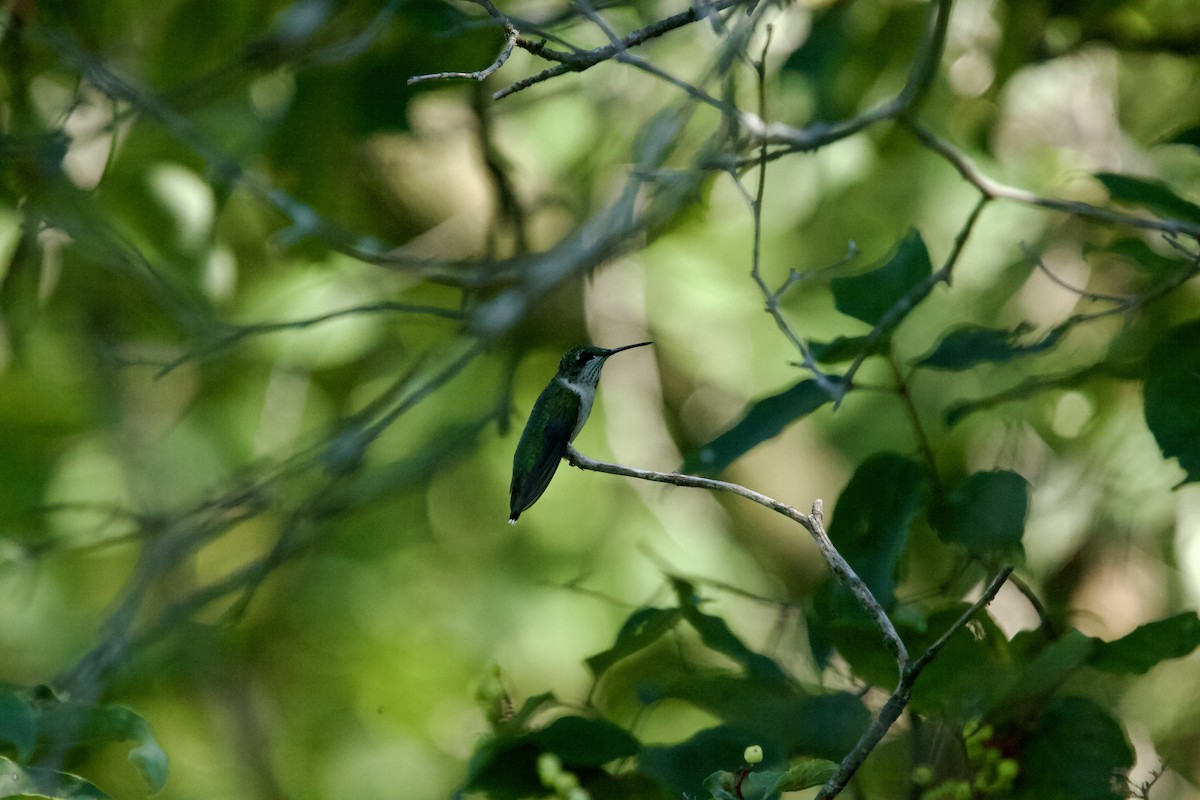Ruby-throated Hummingbird - ML608392740