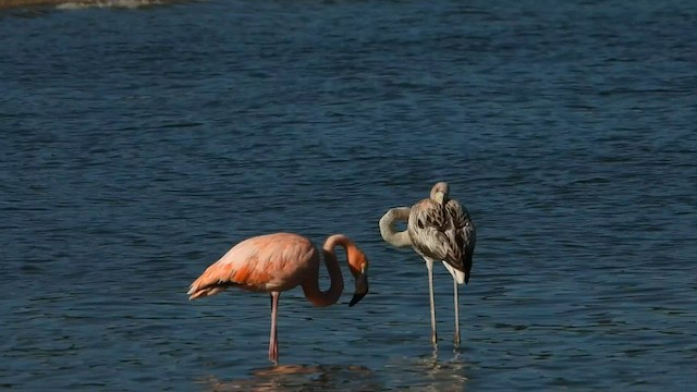 Amerika Flamingosu - ML608393264