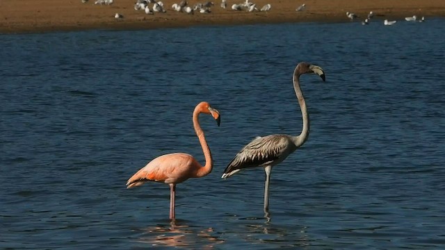 American Flamingo - ML608393265