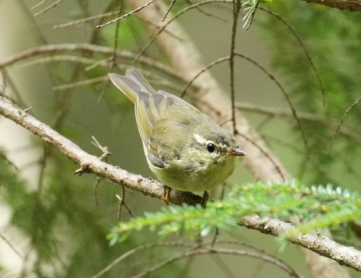 Japanese Leaf Warbler - Anonymous