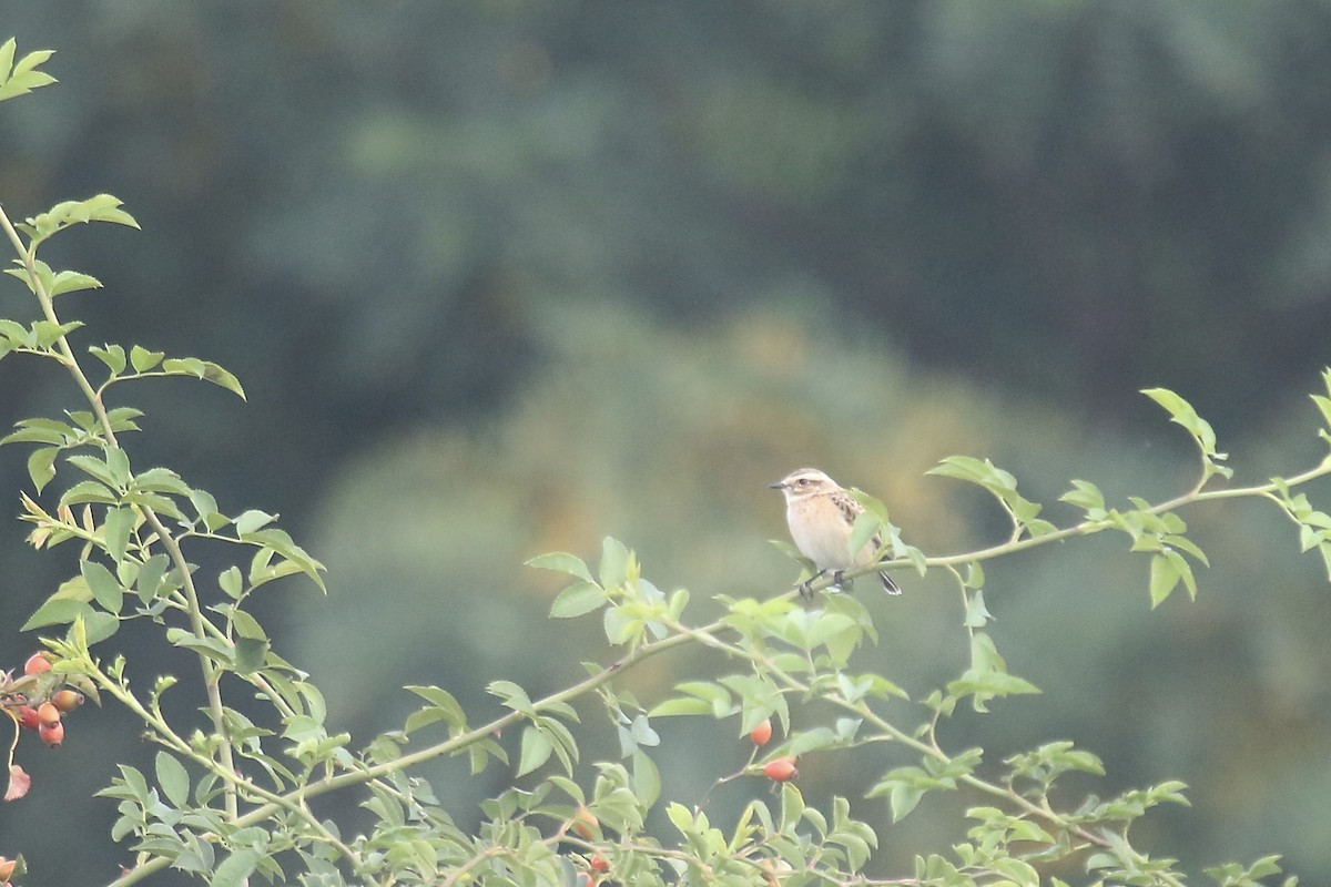 Whinchat - ML608393956